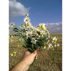 FYTOMINERÁL, koncentrát 100ml.