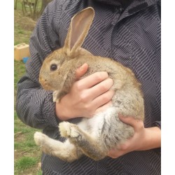 KOLOIDNÍ STŘÍBRO gel 50ml.