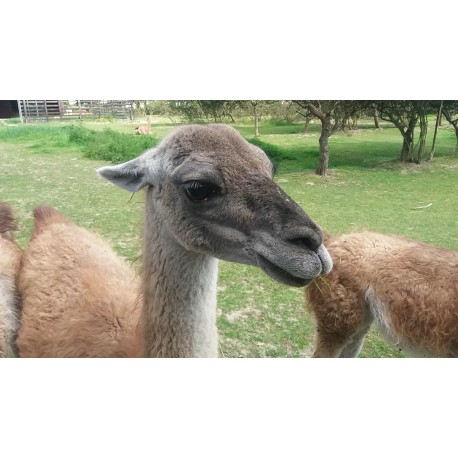 Koloidní stříbro 5litrů